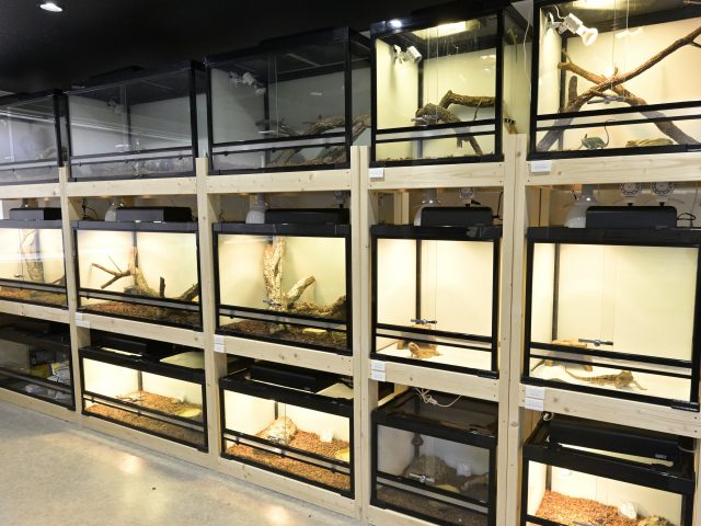専門学校 AQUA国際アクアリウム・海洋生物大学校の授業で扱う爬虫類の水槽