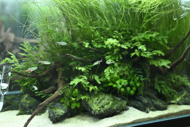 専門学校 AQUA国際アクアリウム・海洋生物大学校の授業で扱う水槽
