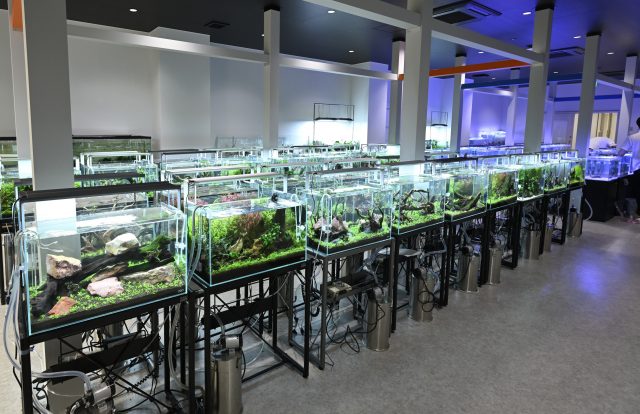 専門学校 AQUA国際アクアリウム・海洋生物大学校の授業で扱う水槽が並んだ部屋