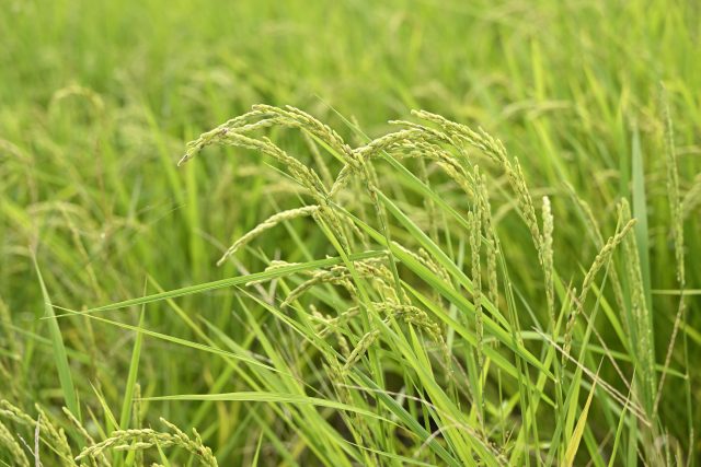 稲穂