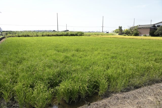 新潟の農業法人ベジ・アビオが節水型乾田直播を行っている田んぼ
