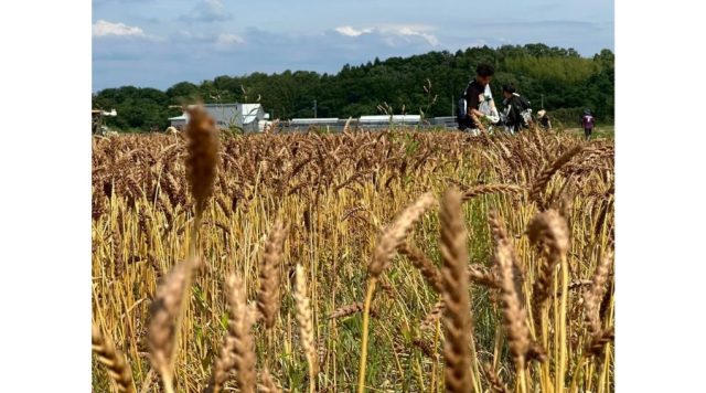 弥彦村における小麦栽培の画像