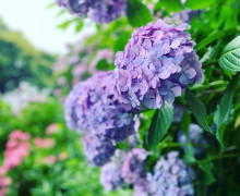 sakura430-11_TP_V4